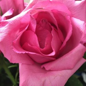 Meet your Posher, Allison